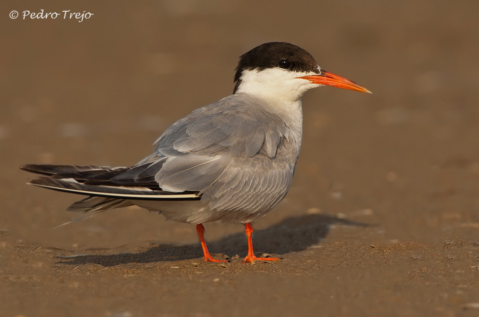 Charran común (Sterna hirundo)